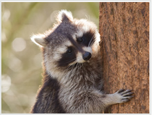 Raccoon next to tree trunk